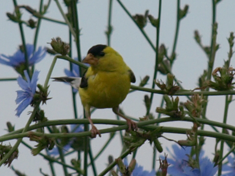 Male Goldfinch #1