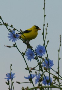 Male Goldfinch #2