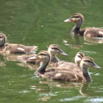 Mallard Ducklings 1