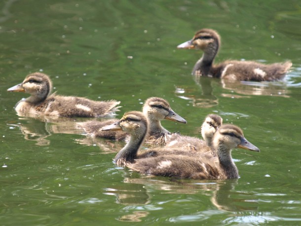 Mallard Ducklings 1