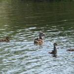 Mallard Ducklings 2