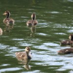 Circle of Mallard Ducklings