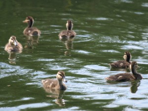 Circle of Mallard Ducklings