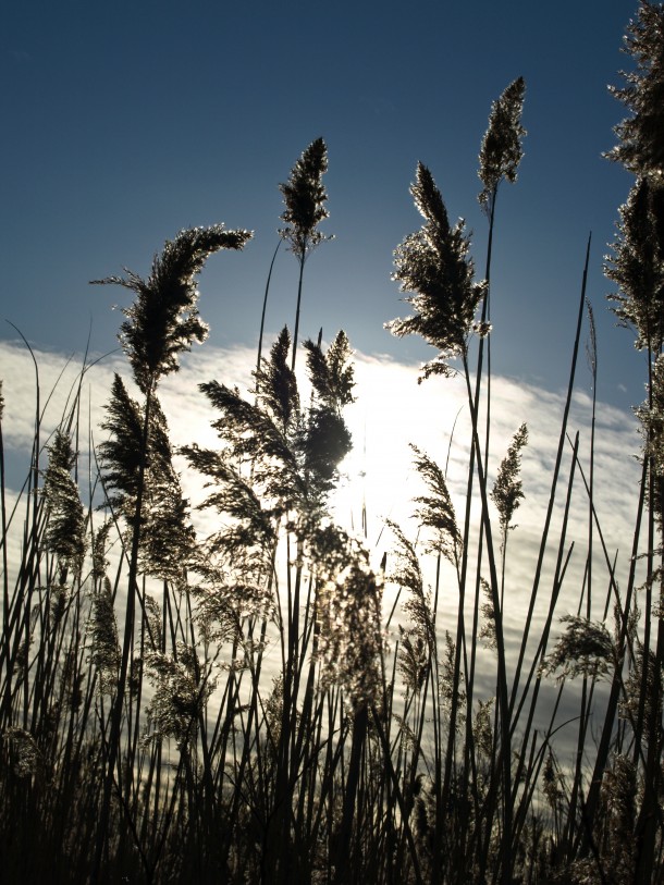 Tall Grass Set Against the Sun