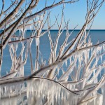 Ice on Branches