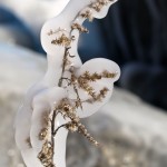 Ice on a Small Plant
