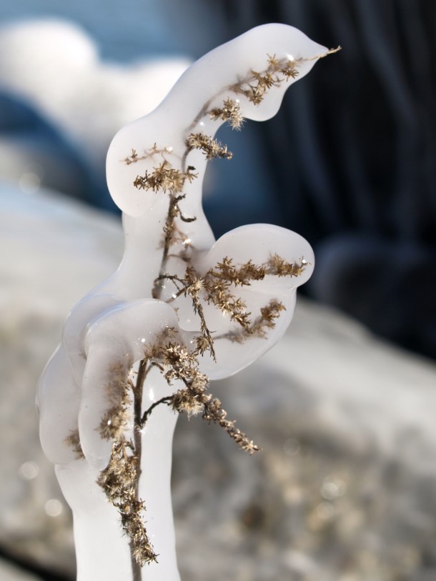 Ice on a Small Plant
