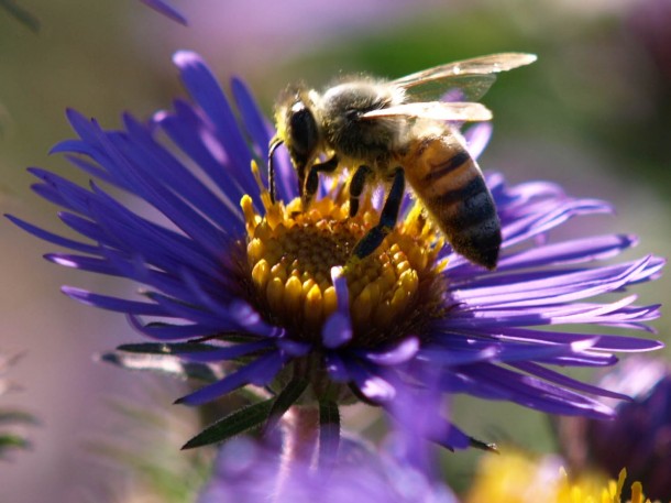 Honey Bee on Purple Flower