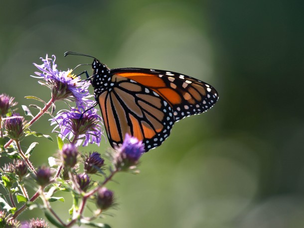 Monarch Butterfly on Purple Flower