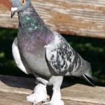 Word on the Street: Someone’s Tame Pet Pigeon on a Wooden Bench