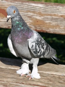 Word on the Street: Someone's Tame Pet Pigeon on a Wooden Bench