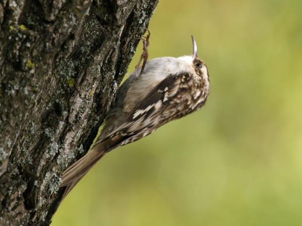 Brown Creeper 1