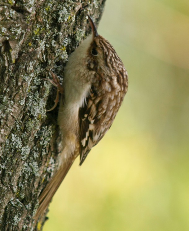 Brown Creeper 2