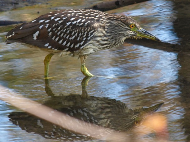 Juvenile Black-crowned Night Heron