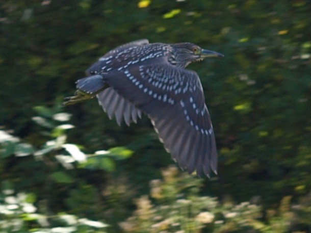 Juvenile Black-crowned Night Heron Flying Away
