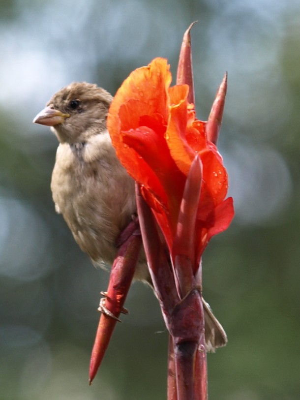 Sparrow on a Lily Flower