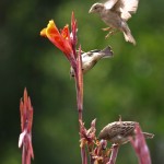 Sparrow Landing on a Lily Flower
