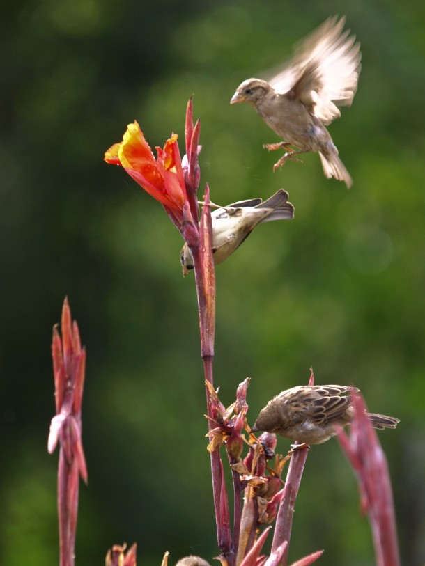 Sparrow Landing on a Lily Flower