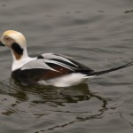 Male Long-tailed Duck 1