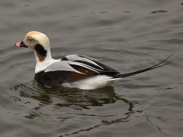 Male Long-tailed Duck 1