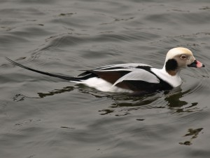 Male Long-tailed Duck 2