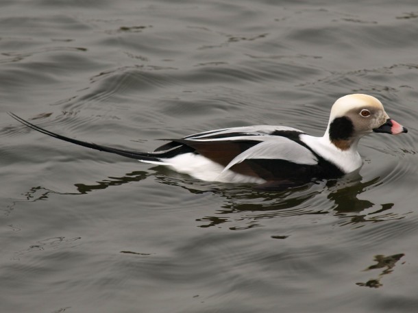 Male Long-tailed Duck 2