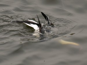 Male Long-tailed Duck Diving