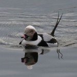 Male Long-tailed Duck and His Reflection in the Water 1