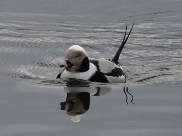 Male Long-tailed Duck and His Reflection in the Water 1