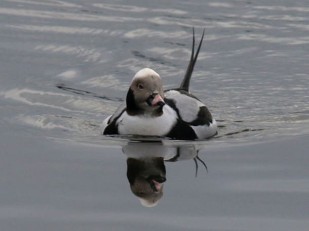 Male Long-tailed Duck and His Reflection in the Water 2