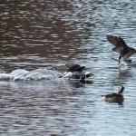 Pair of Long-tailed Ducks Coming in for a Landing
