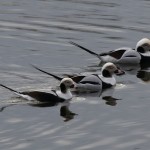 Trio of Male Long-tailed Ducks