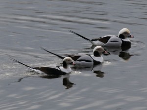 Trio of Male Long-tailed Ducks