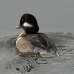 Female Bufflehead Duck