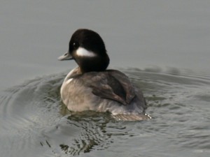 Female Bufflehead Duck