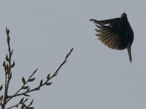 Blackbird Taking Flight