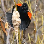 Male Red-winged Blackbird Squawking at Me