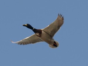 Male Mallard Flying Overhead