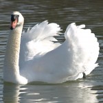 Mute Swan All Puffed-up