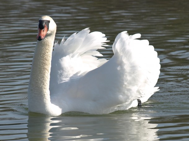 Mute Swan All Puffed-up
