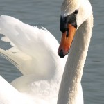 Mute Swan Close-up