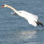 Mute Swan Coming in for a Landing 1