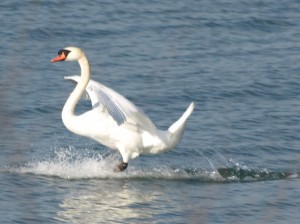 Mute Swan Coming in for a Landing 2