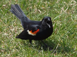 Male Red-winged Blackbird Squawking