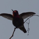 Female’s Anna’s Hummingbird About to Fly