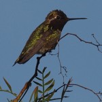 Female Anna’s Hummingbird on a Small Branch
