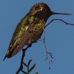 Female Anna’s Hummingbird Close-up