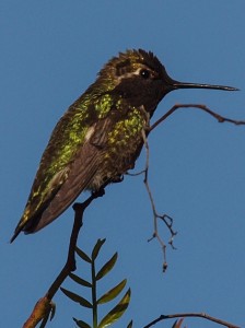 Female Anna's Hummingbird Close-up