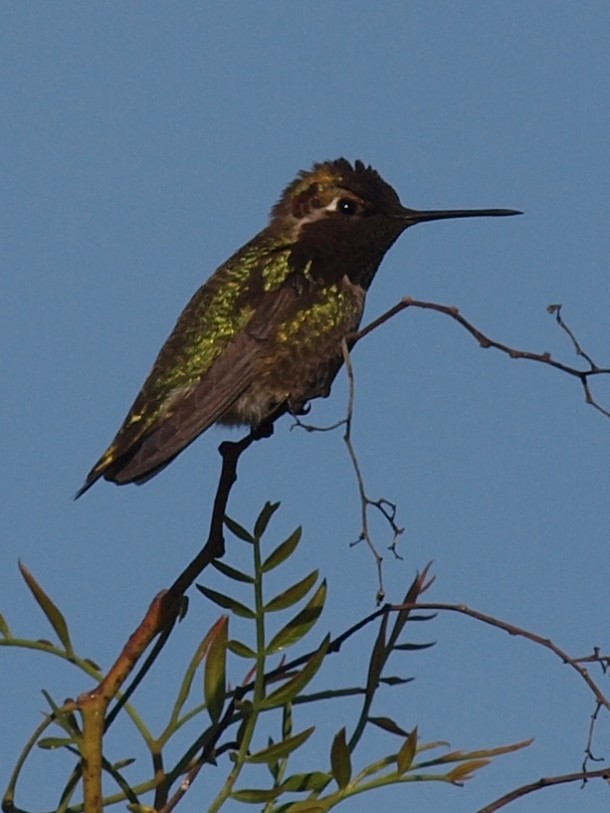Female Anna's Hummingbird on a Small Branch