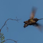 Female Anna’s Hummingbird Flying Away